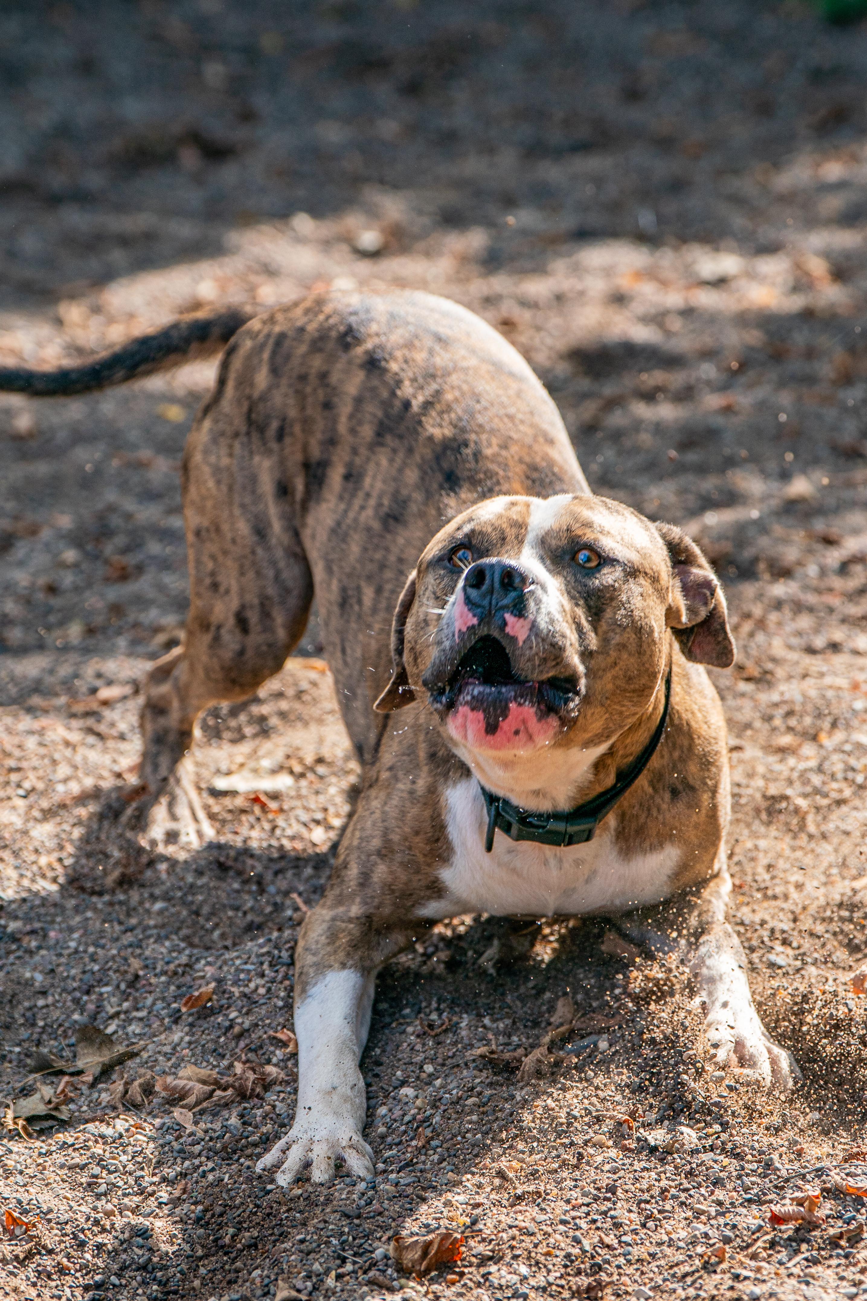 Enlarge Bo, a Adoptable mixed breed in Red Wing, MN image 4/5