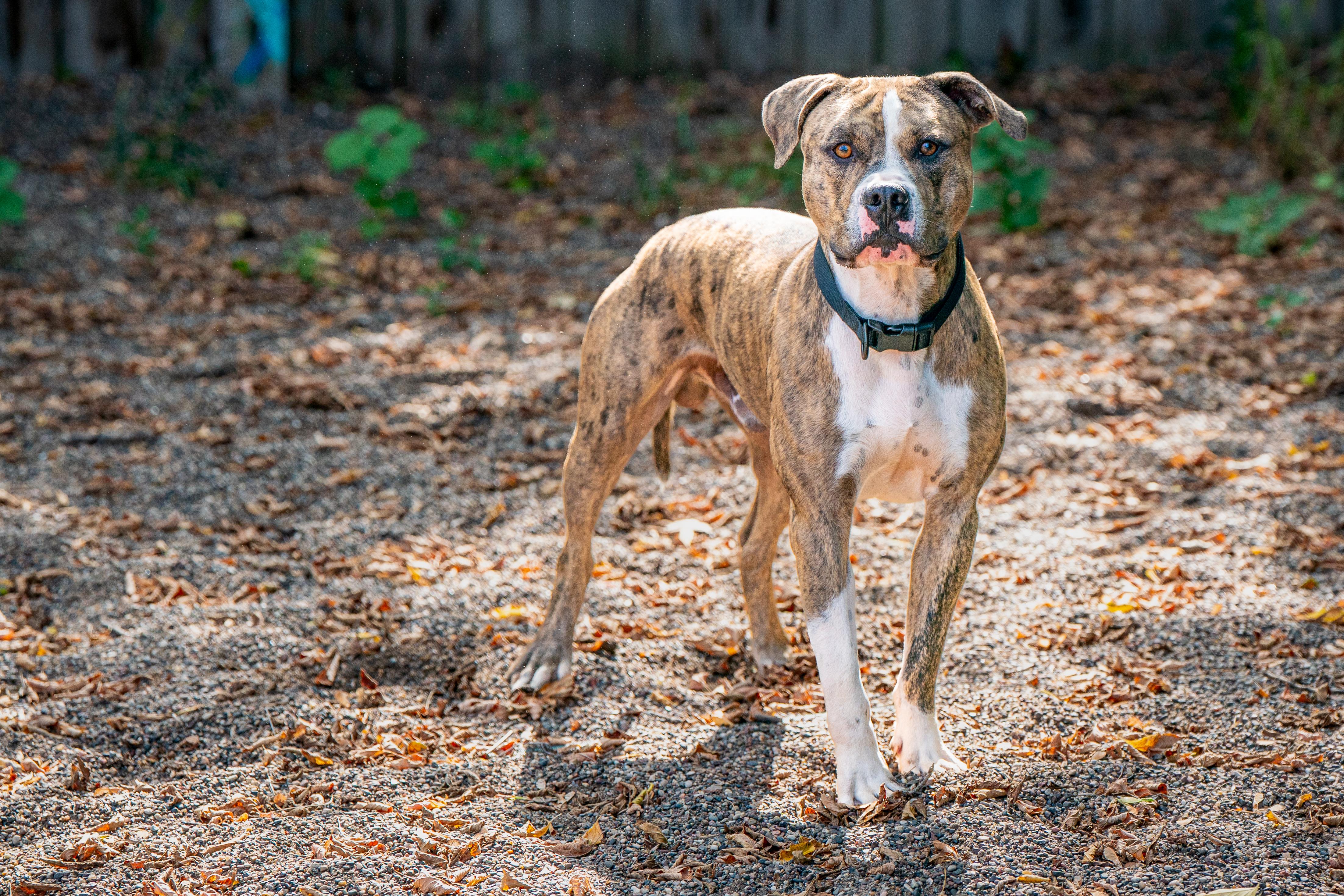 Enlarge Bo, a Adoptable mixed breed in Red Wing, MN image 2/5