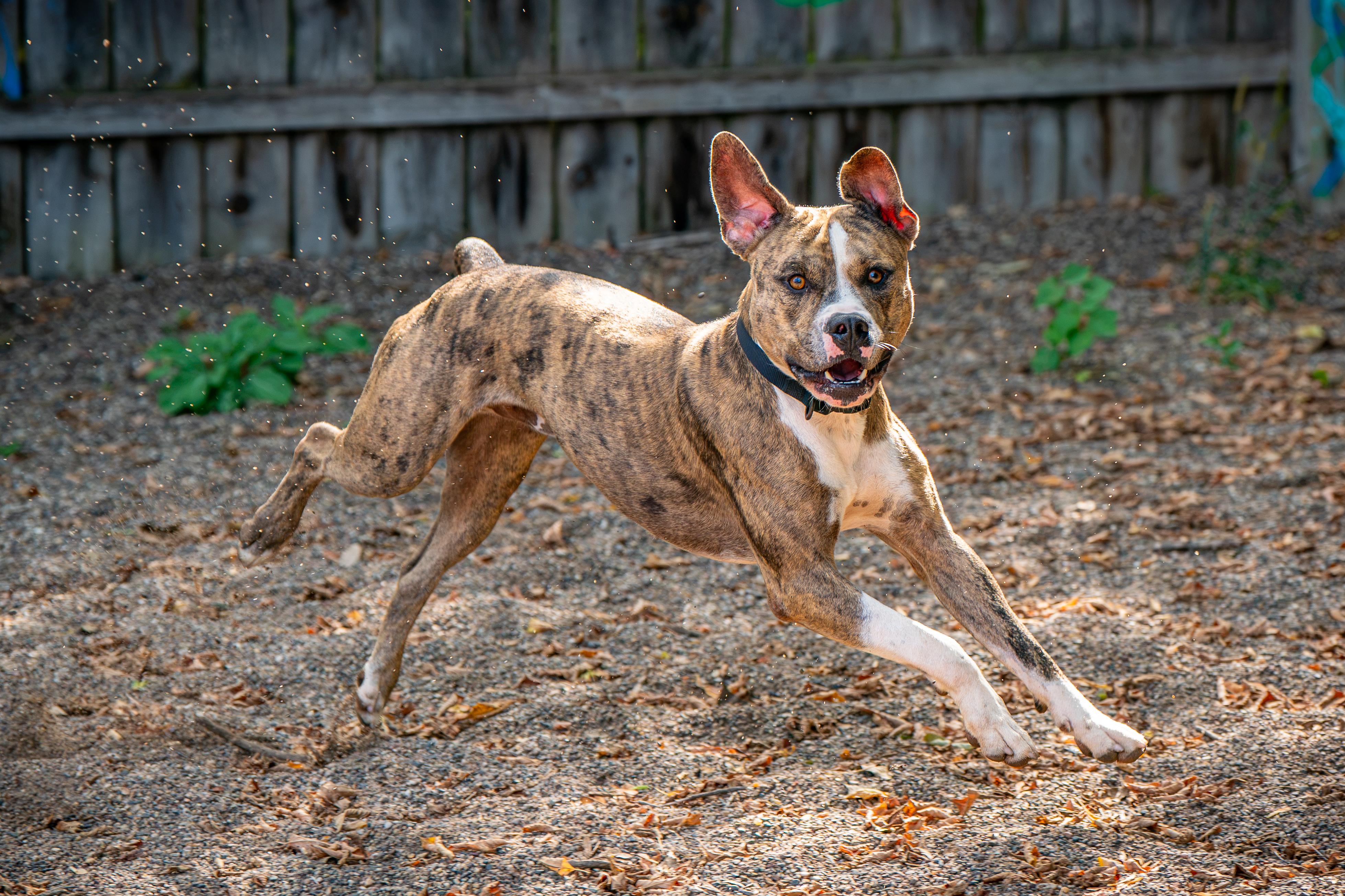 Enlarge Bo, a Adoptable mixed breed in Red Wing, MN image 3/5