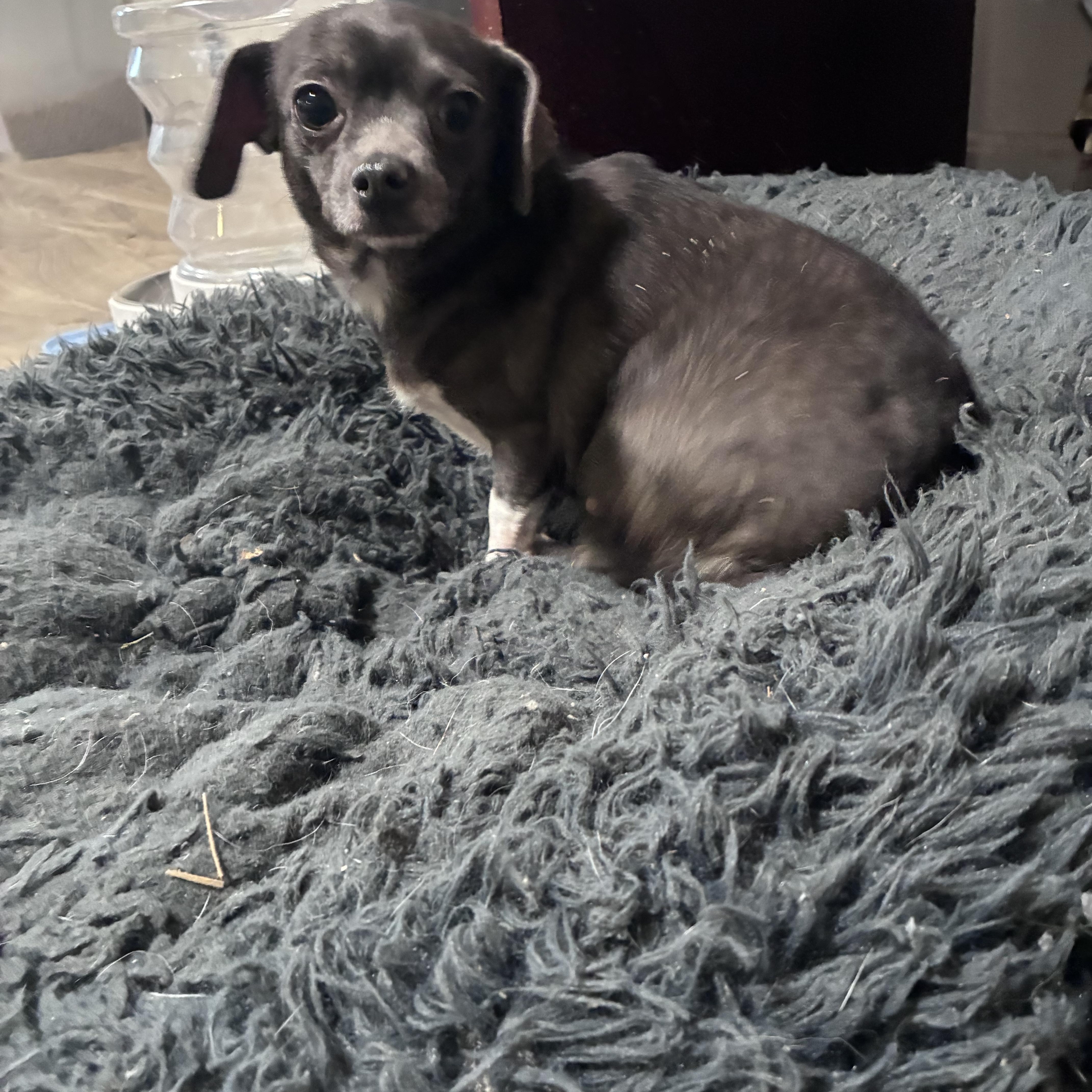 Enlarge Cheddar, an adopted mixed breed in Lincoln University, PA image 5/6