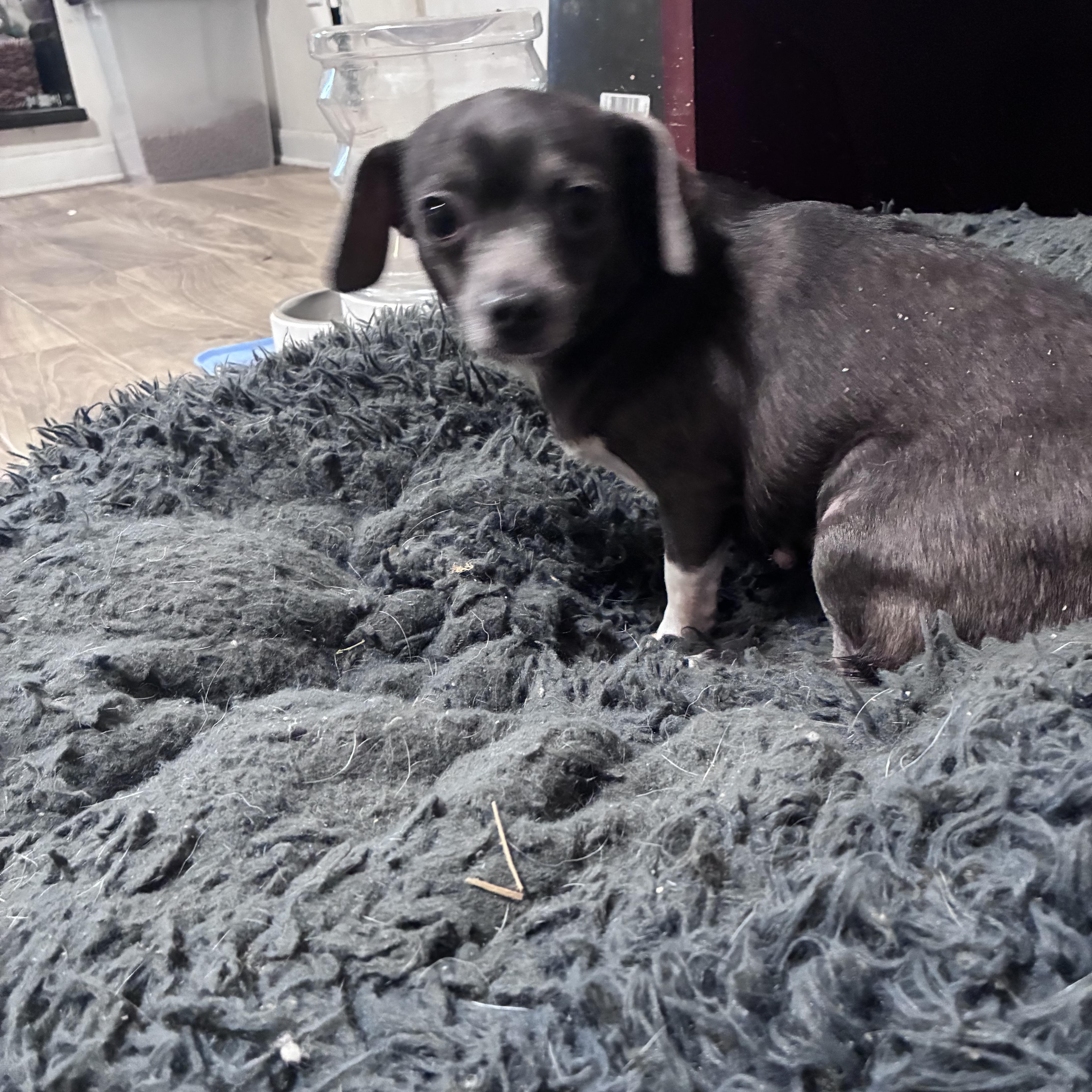 Enlarge Cheddar, an adopted mixed breed in Lincoln University, PA image 2/6