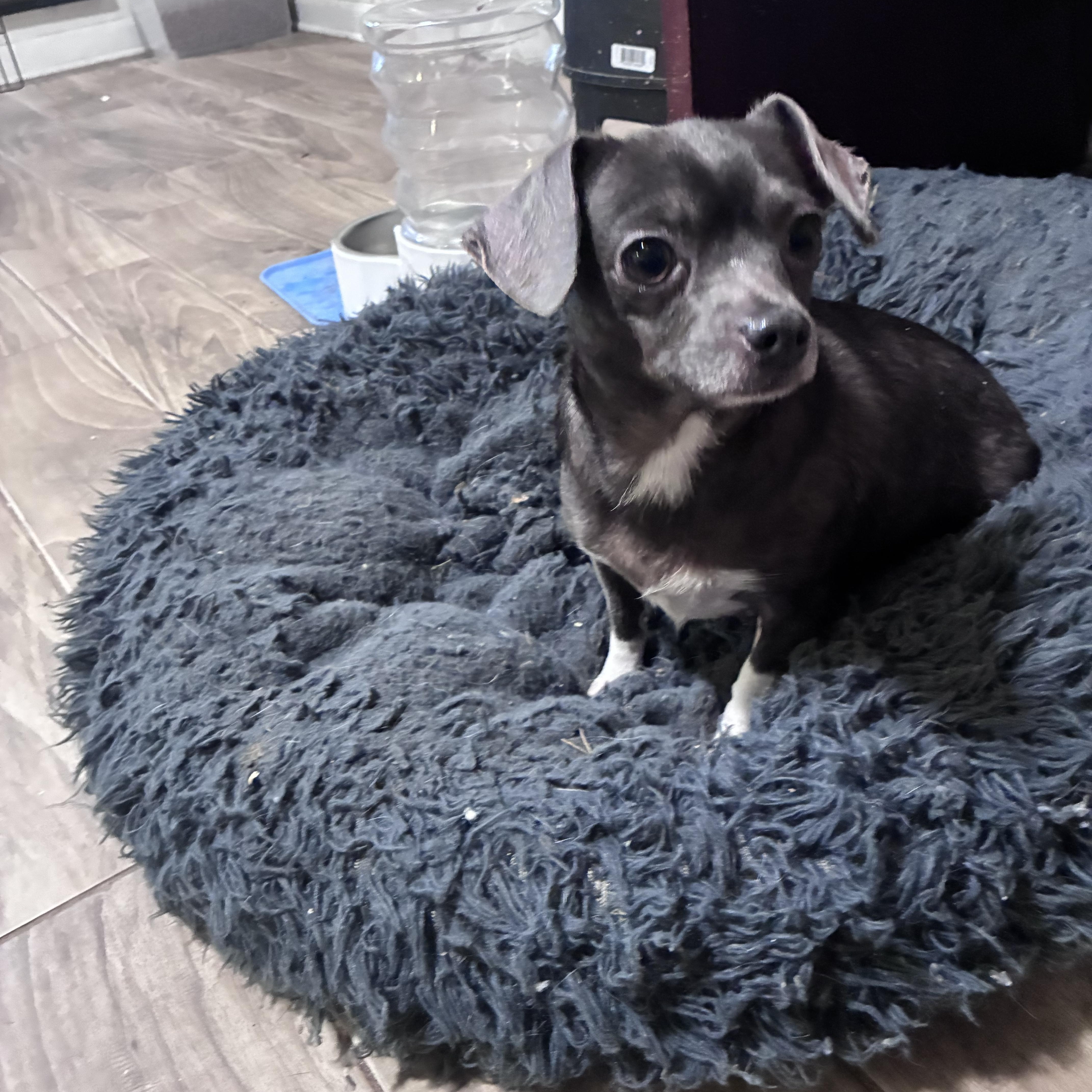 Enlarge Cheddar, an adopted mixed breed in Lincoln University, PA image 6/6