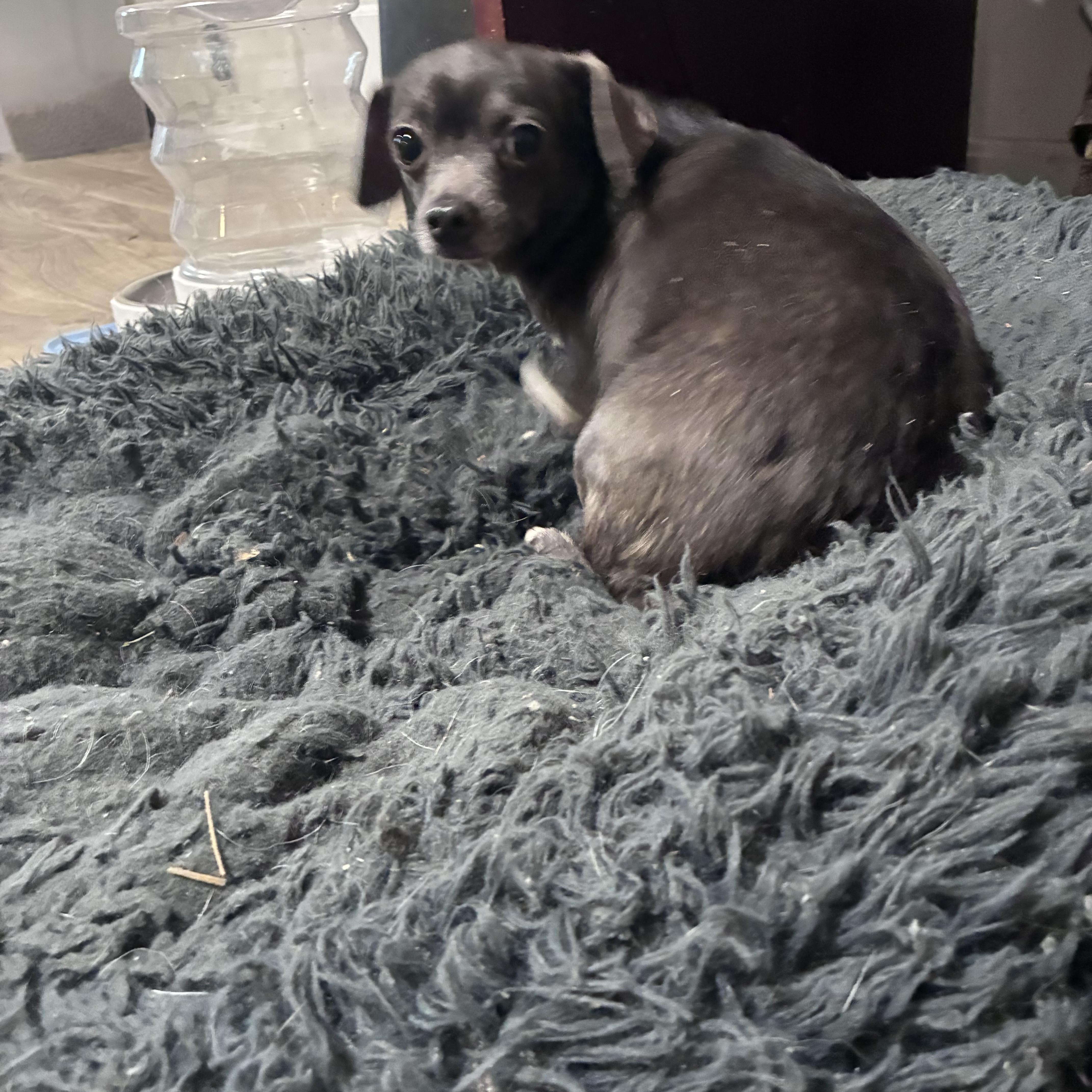 Enlarge Cheddar, an adopted mixed breed in Lincoln University, PA image 3/6