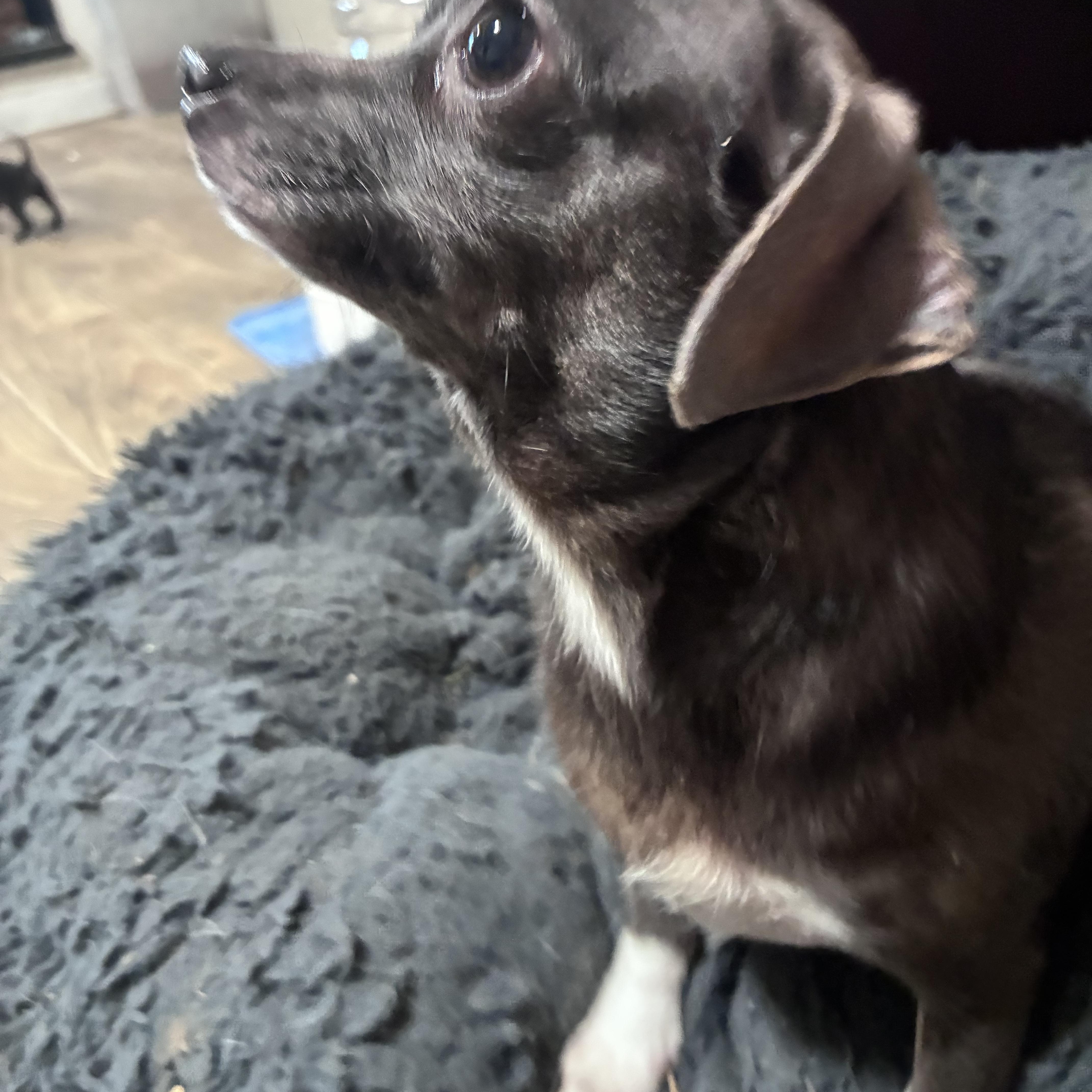 Enlarge Cheddar, an adopted mixed breed in Lincoln University, PA image 4/6