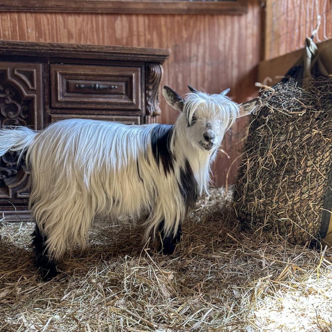 Enlarge Teddy, Barkley and Valentia, a Adoptable Goat in Dresher, PA image 4/4