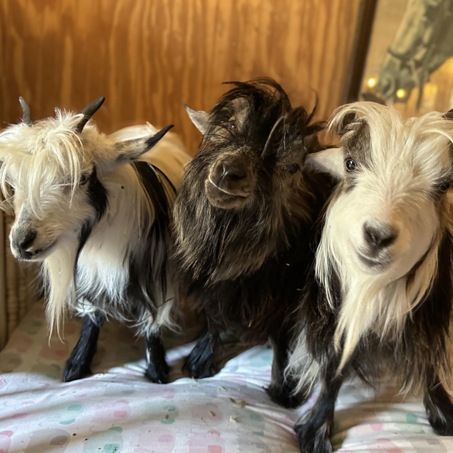 Enlarge Teddy, Barkley and Valentia, a Adoptable Goat in Dresher, PA image 3/4