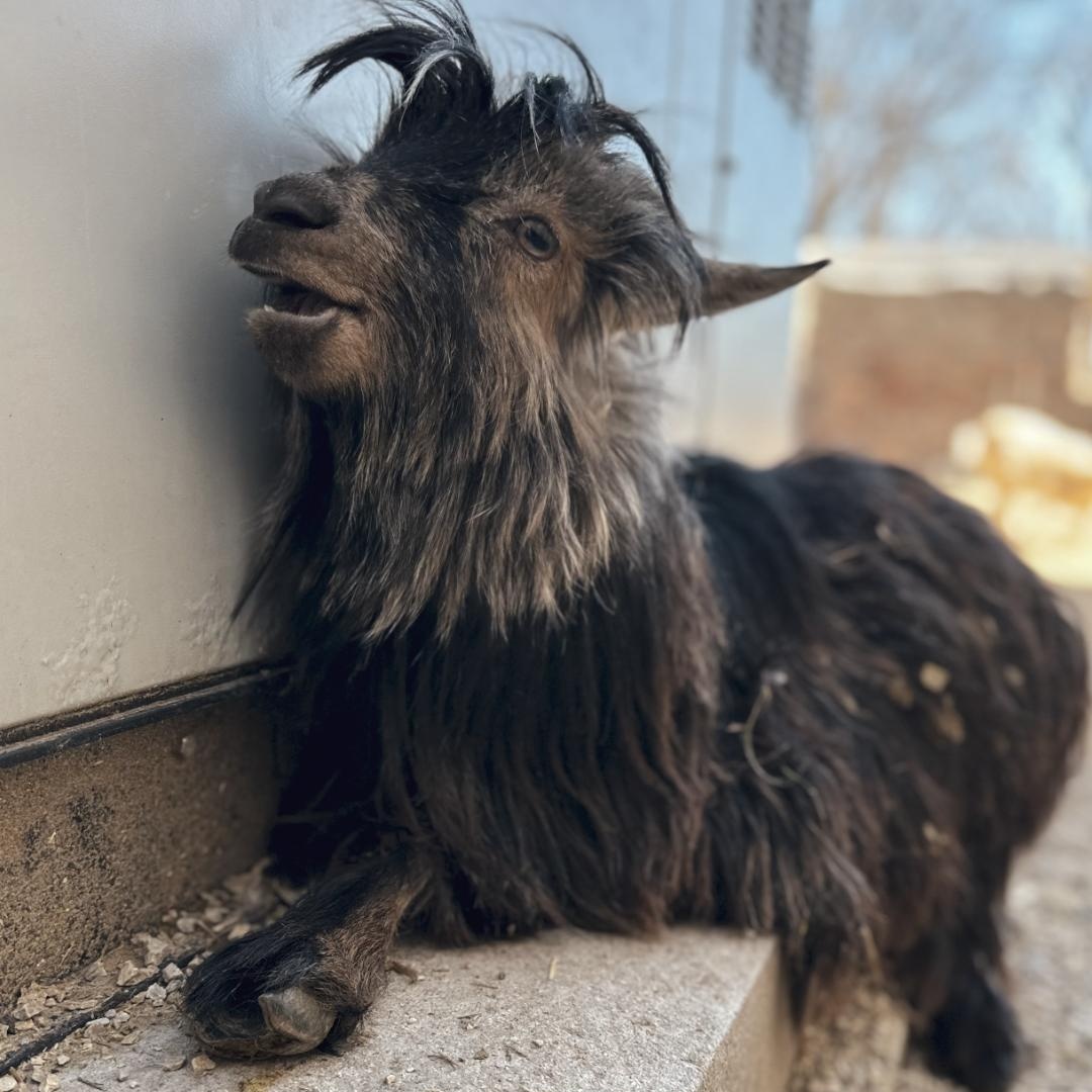 Enlarge Teddy, Barkley and Valentia, a Adoptable Goat in Dresher, PA image 2/4