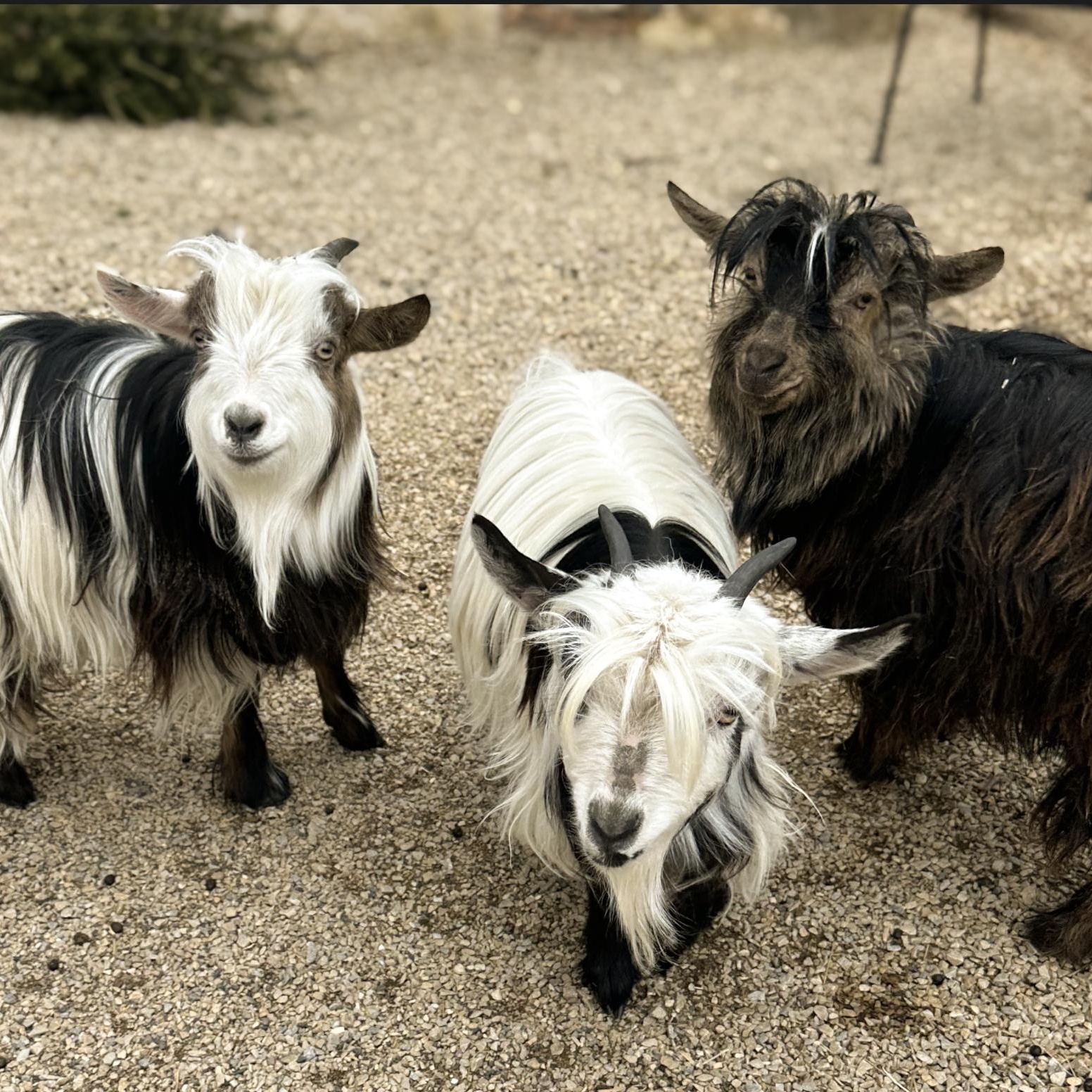 Teddy, Barkley and Valentia, Adoptable, Young Male Goat.