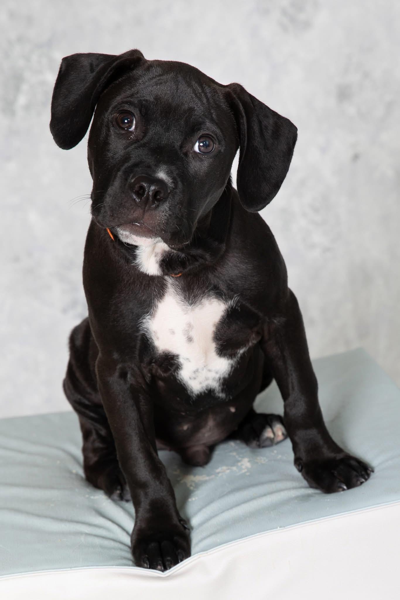 Eagle, ADOPTABLE, Puppy Male Pit Bull Terrier & American Staffordshire Terrier.