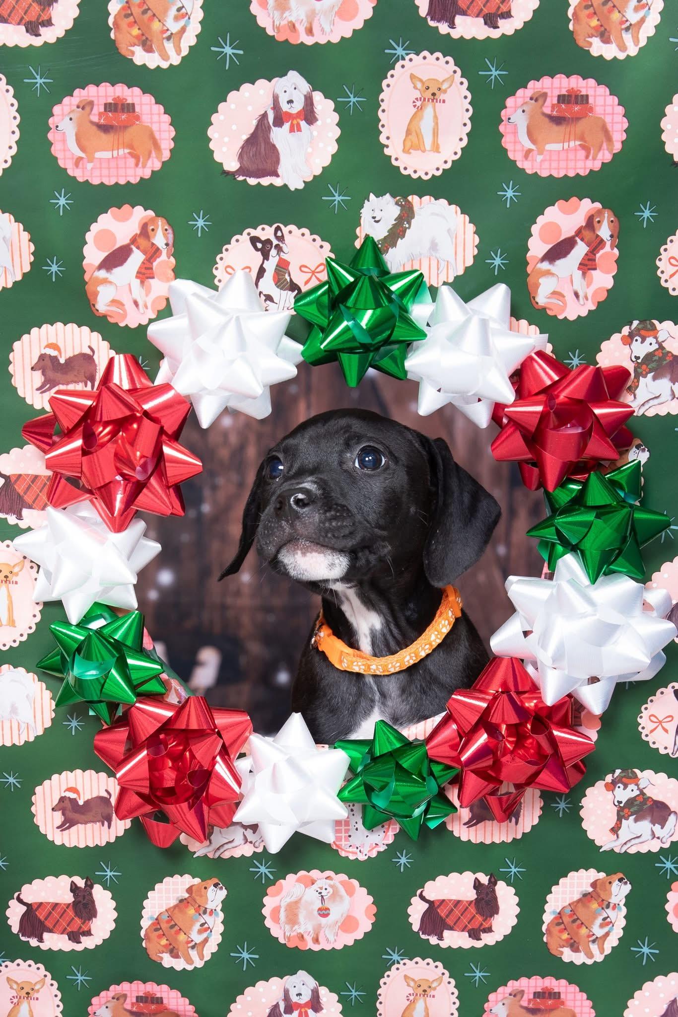 Enlarge Eagle, a ADOPTABLE mixed breed in Oceanport, NJ image 3/5