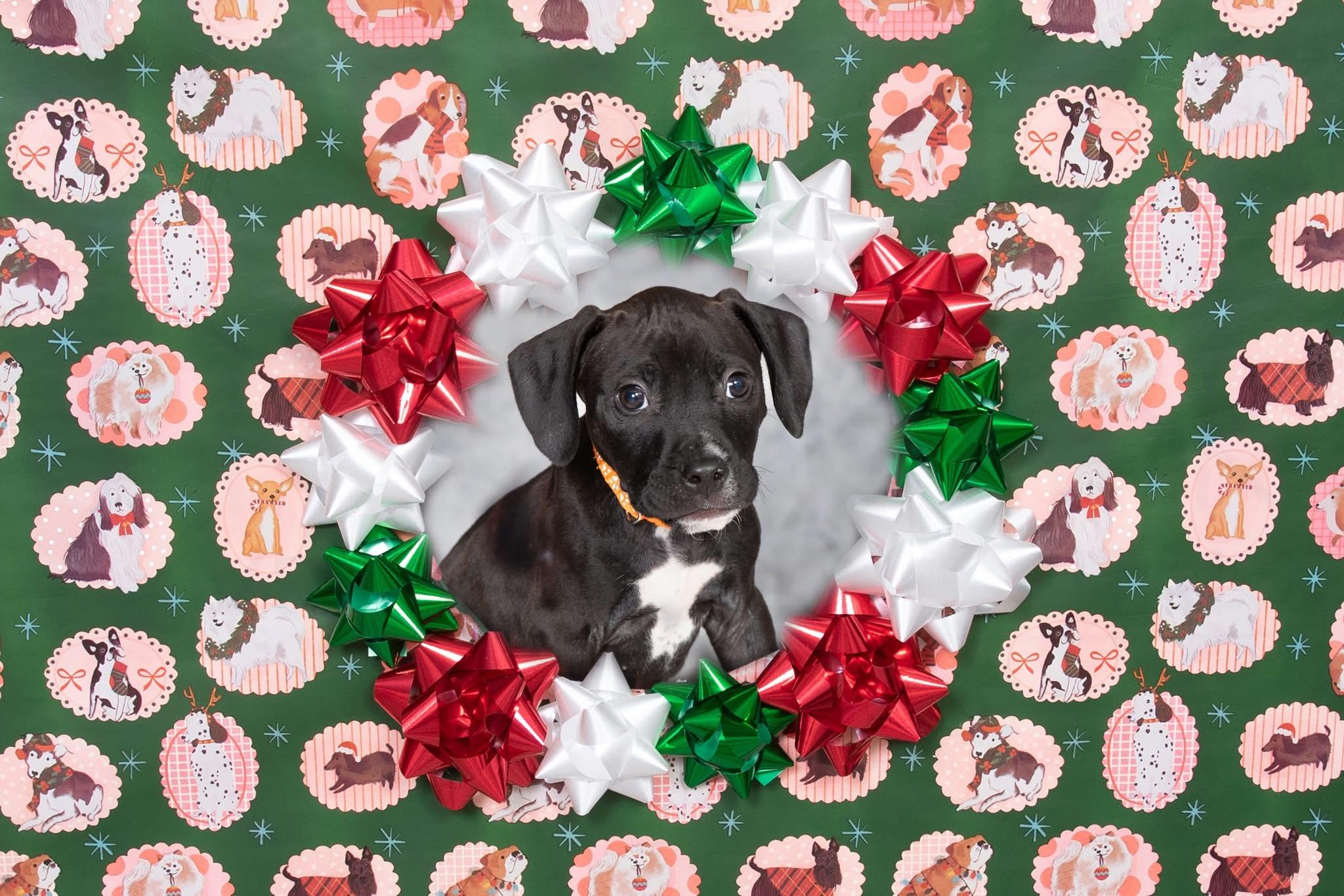 Eagle, ADOPTABLE, Puppy Male Pit Bull Terrier & American Staffordshire Terrier.