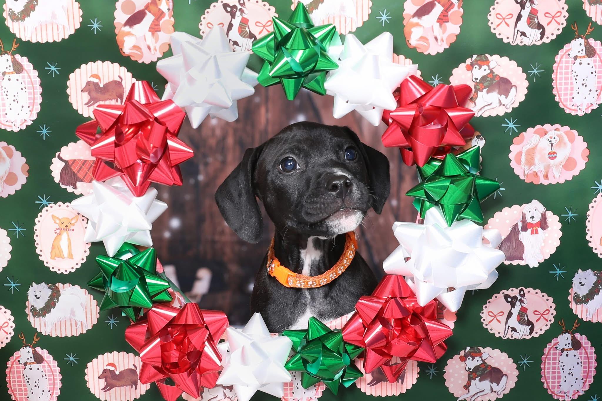 Enlarge Eagle, a ADOPTABLE mixed breed in Oceanport, NJ image 4/5