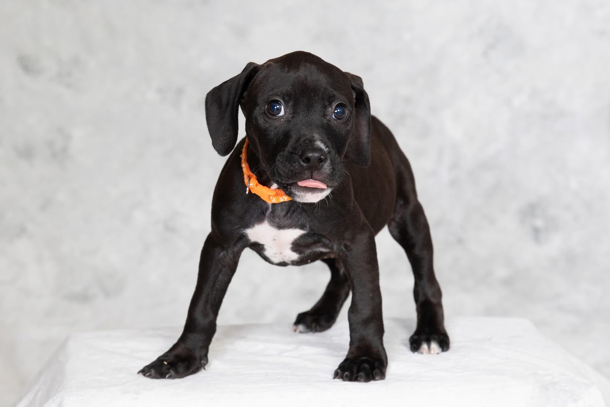 Enlarge Eagle, a ADOPTABLE mixed breed in Oceanport, NJ image 2/5