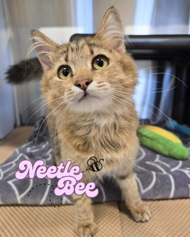 Enlarge Nettle Bee, an adopted Domestic Medium Hair in Nevada, IA image 1/1
