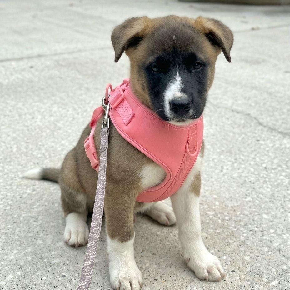 Enlarge Quinn, a Adoptable mixed breed in Enterprise, AL image 1/1