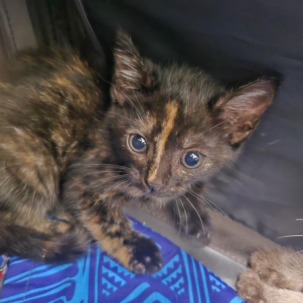 Uni, Adoptable, Kitten Female Domestic Short Hair & Domestic Short Hair.