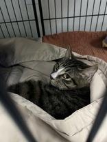 Enlarge Cocoa, a ADOPTABLE Domestic Short Hair in Potsdam, NY image 2/2
