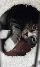 Enlarge Cocoa, a ADOPTABLE Domestic Short Hair in Potsdam, NY image 1/2