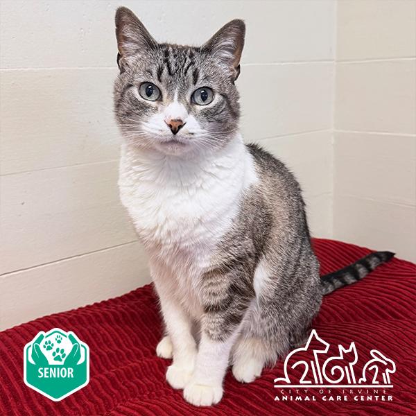 ARCO, Adoptable, Senior Female Domestic Short Hair.