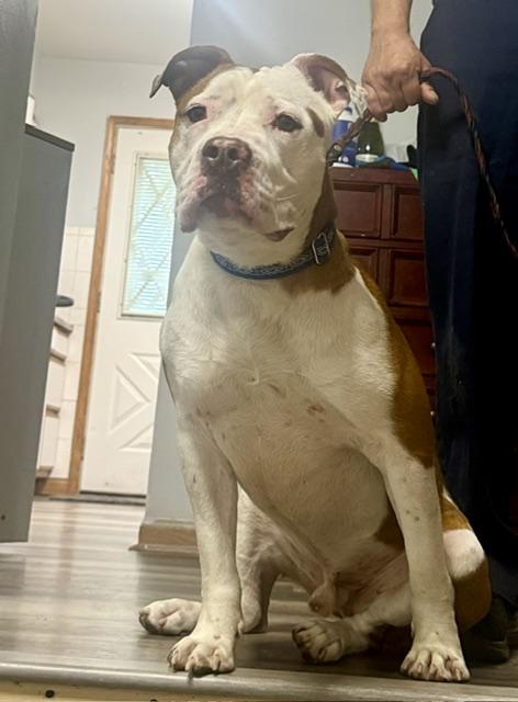 Rocky, a ADOPTABLE Pit Bull Terrier in Cary, IL image 3/4