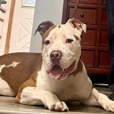 Rocky, ADOPTABLE, Adult Male Pit Bull Terrier.