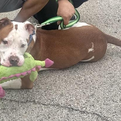 Rocky, a ADOPTABLE Pit Bull Terrier in Cary, IL image 2/4