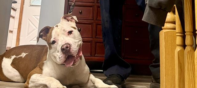Rocky, a ADOPTABLE Pit Bull Terrier in Cary, IL image 4/4