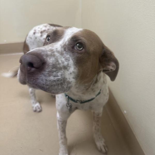 Enlarge Tahini, a Adoptable mixed breed in Walnut Creek, CA image 2/2