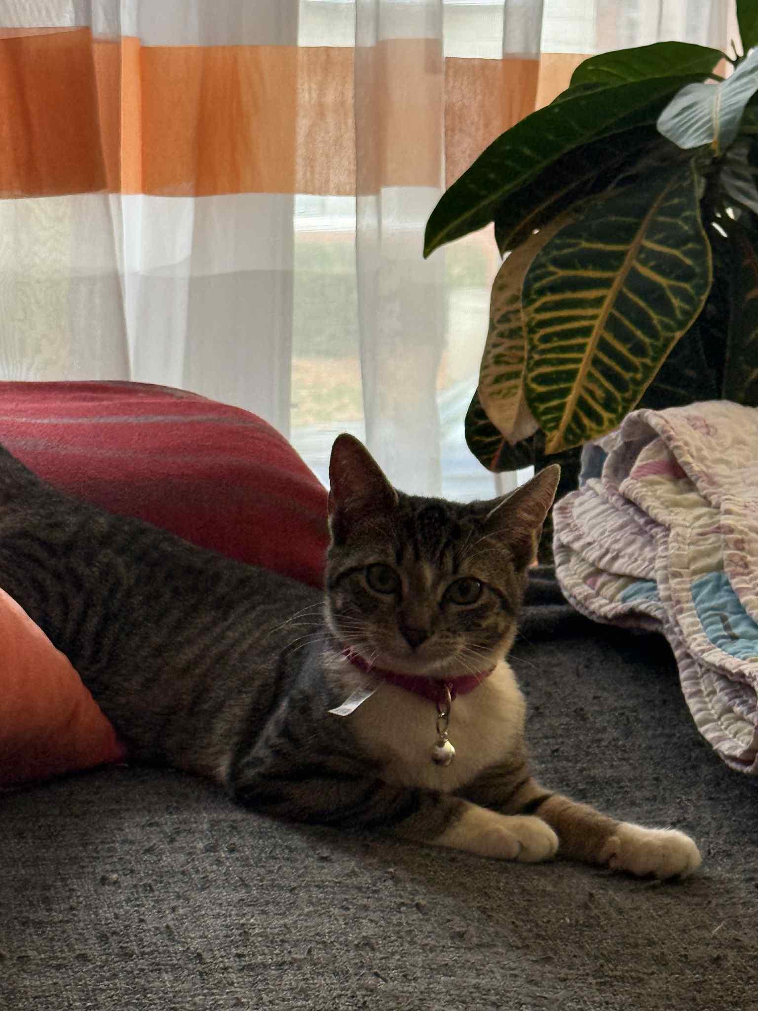 Lilly, Adoptable, Young Female American Shorthair.