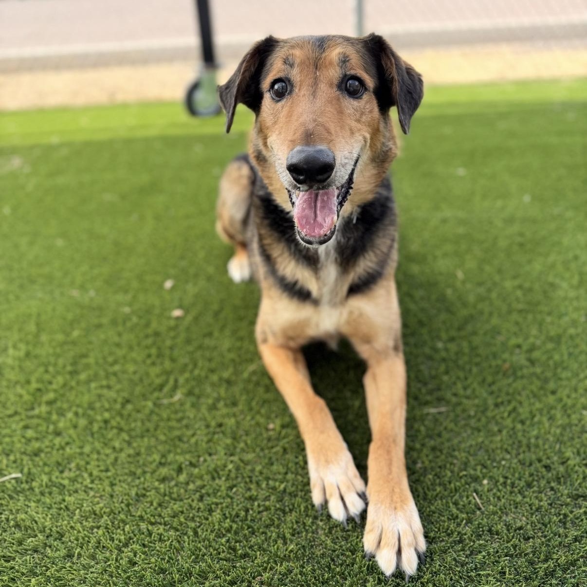 Enlarge Raleigh, a Adopted mixed breed in Scottsdale, AZ image 2/6