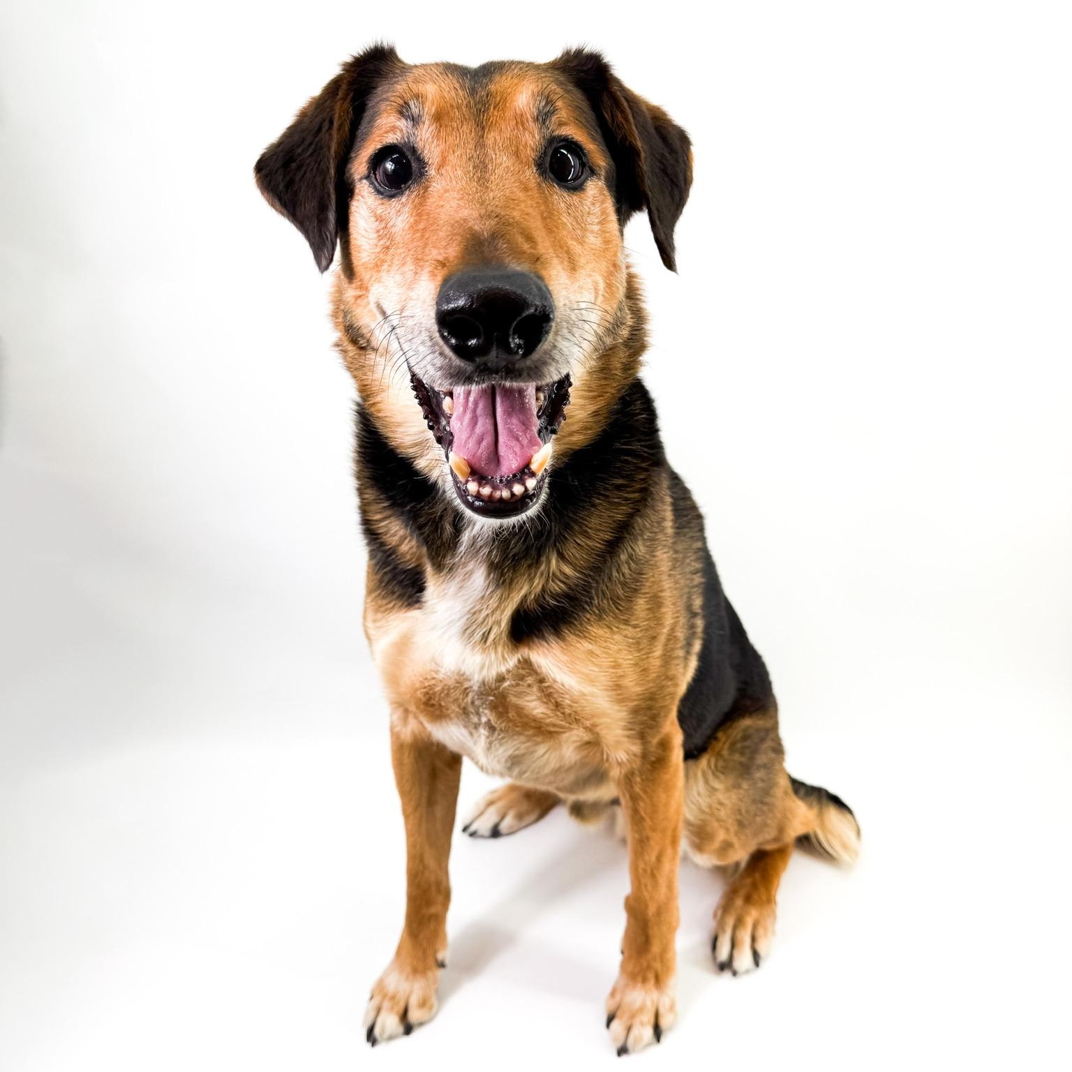 Raleigh, Adopted, Adult Male Shepherd.