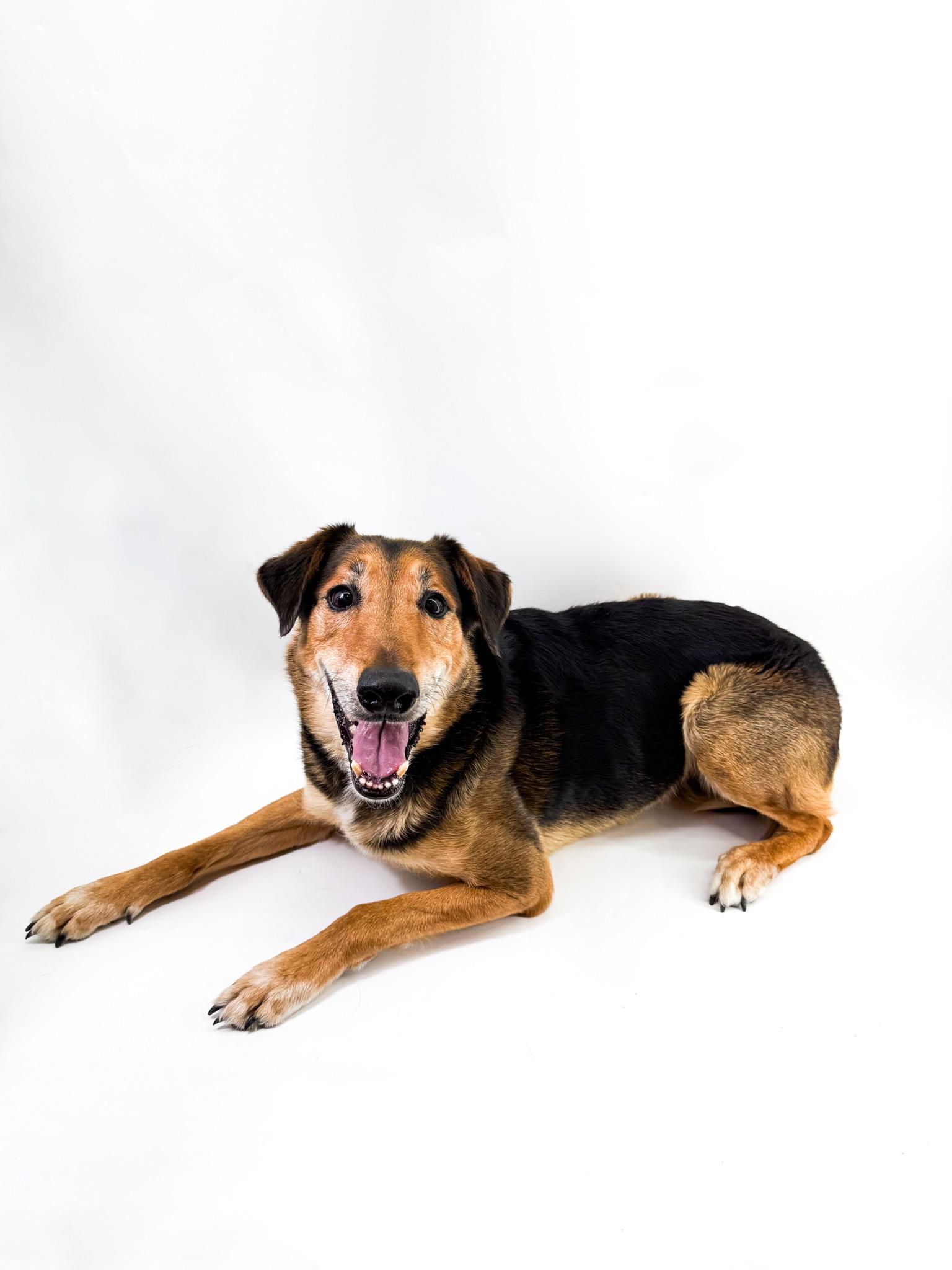 Enlarge Raleigh, a Adopted mixed breed in Scottsdale, AZ image 5/6