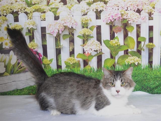 BIANCA, Adoptable, Adult Female Domestic Medium Hair.