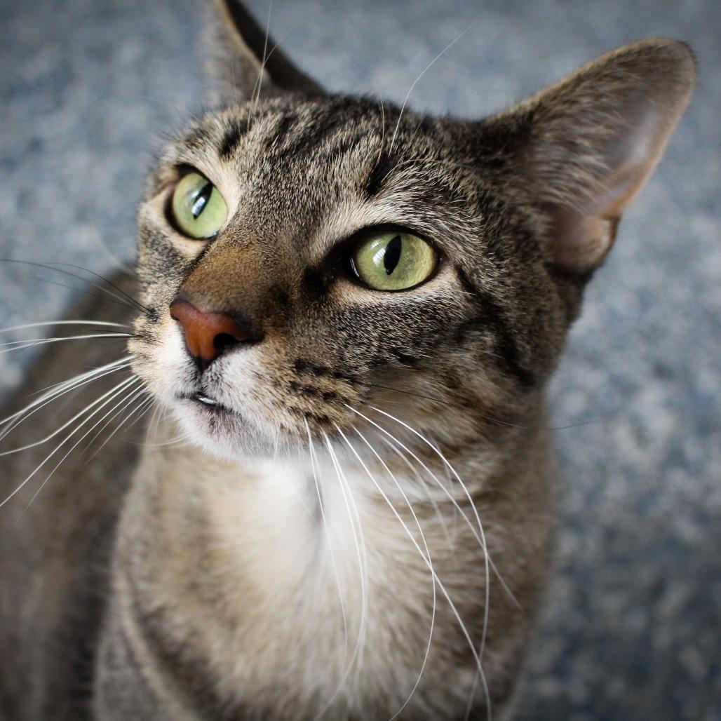 Matcha, Adoptable, Adult Female Domestic Short Hair.