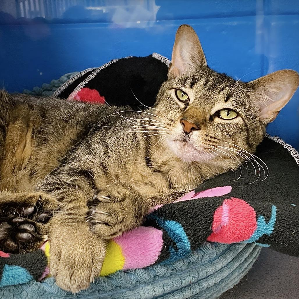 Matcha, Adoptable, Adult Female Domestic Short Hair.