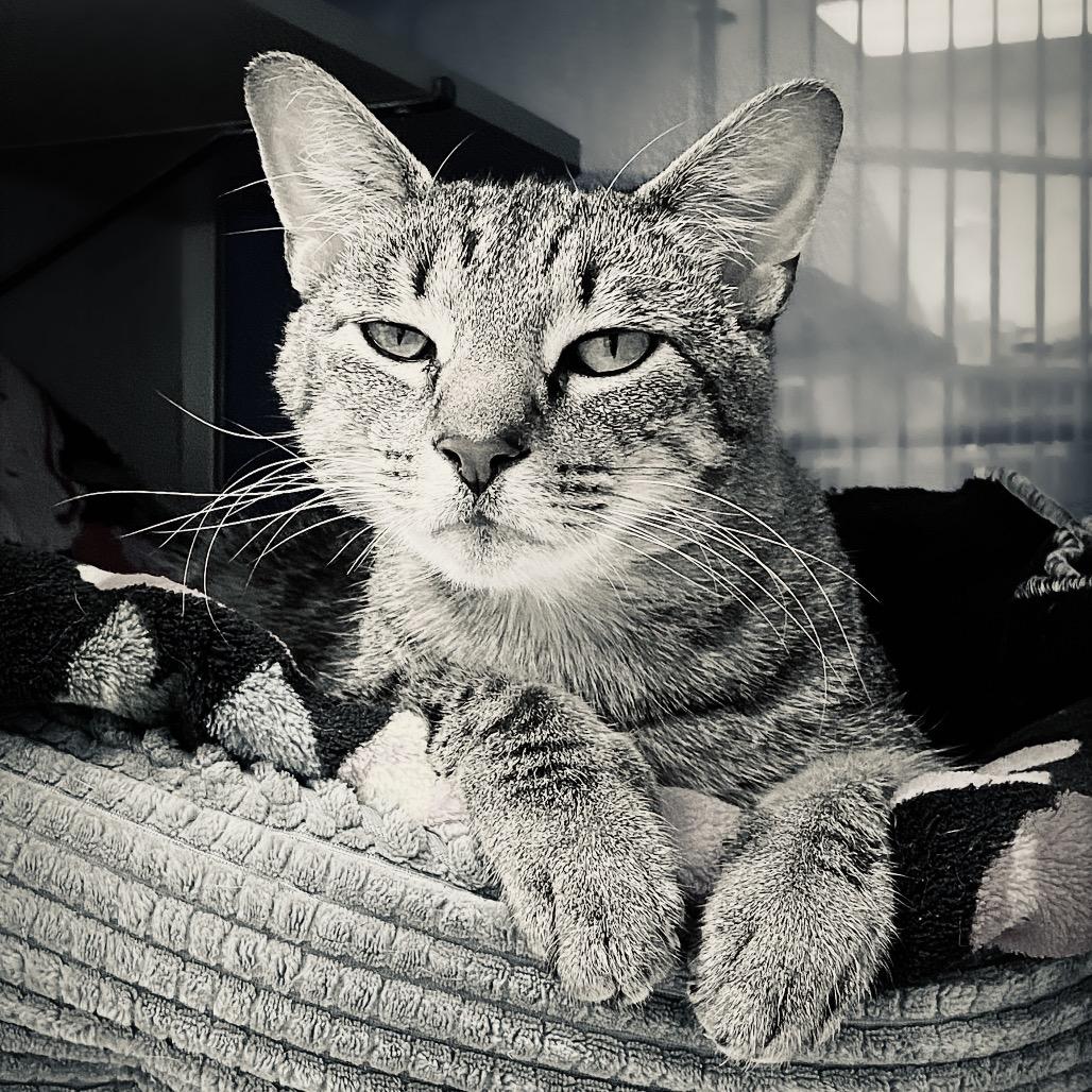 Matcha, a Adoptable Domestic Short Hair in Huntsville, AL image 2/6