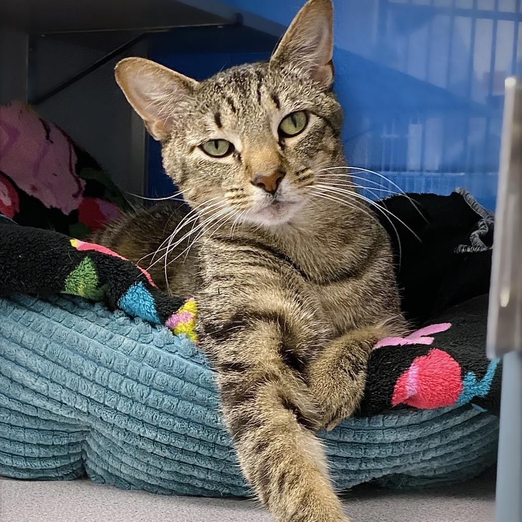 Matcha, a Adoptable Domestic Short Hair in Huntsville, AL image 3/6