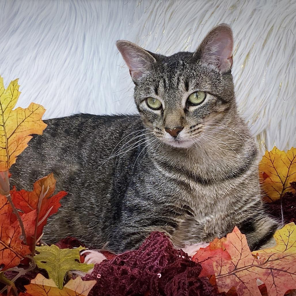 Enlarge Matcha, a Adoptable Domestic Short Hair in Huntsville, AL image 3/6