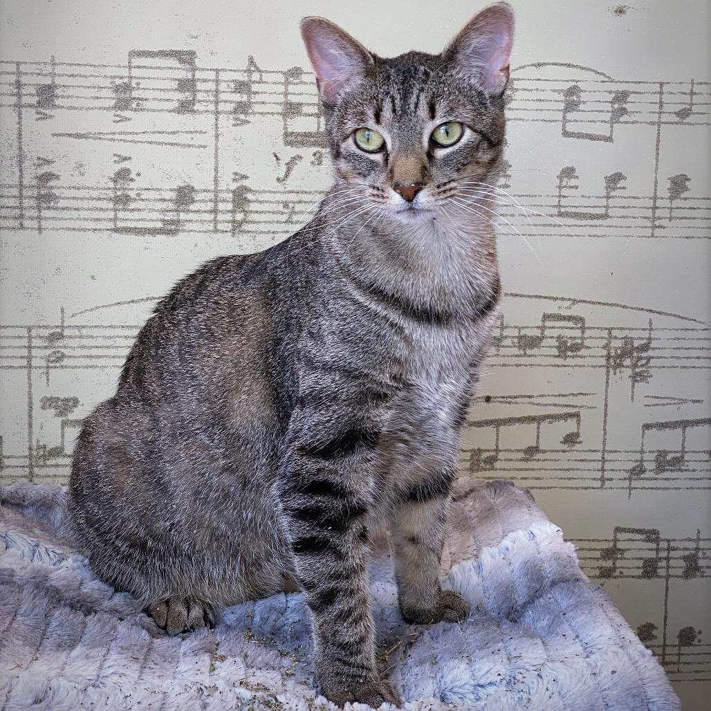 Enlarge Matcha, a Adoptable Domestic Short Hair in Huntsville, AL image 4/6