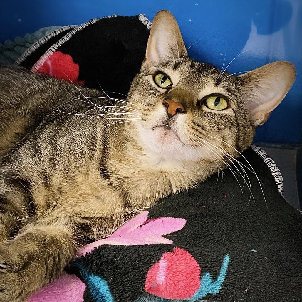 Matcha, a Adoptable Domestic Short Hair in Huntsville, AL image 4/6