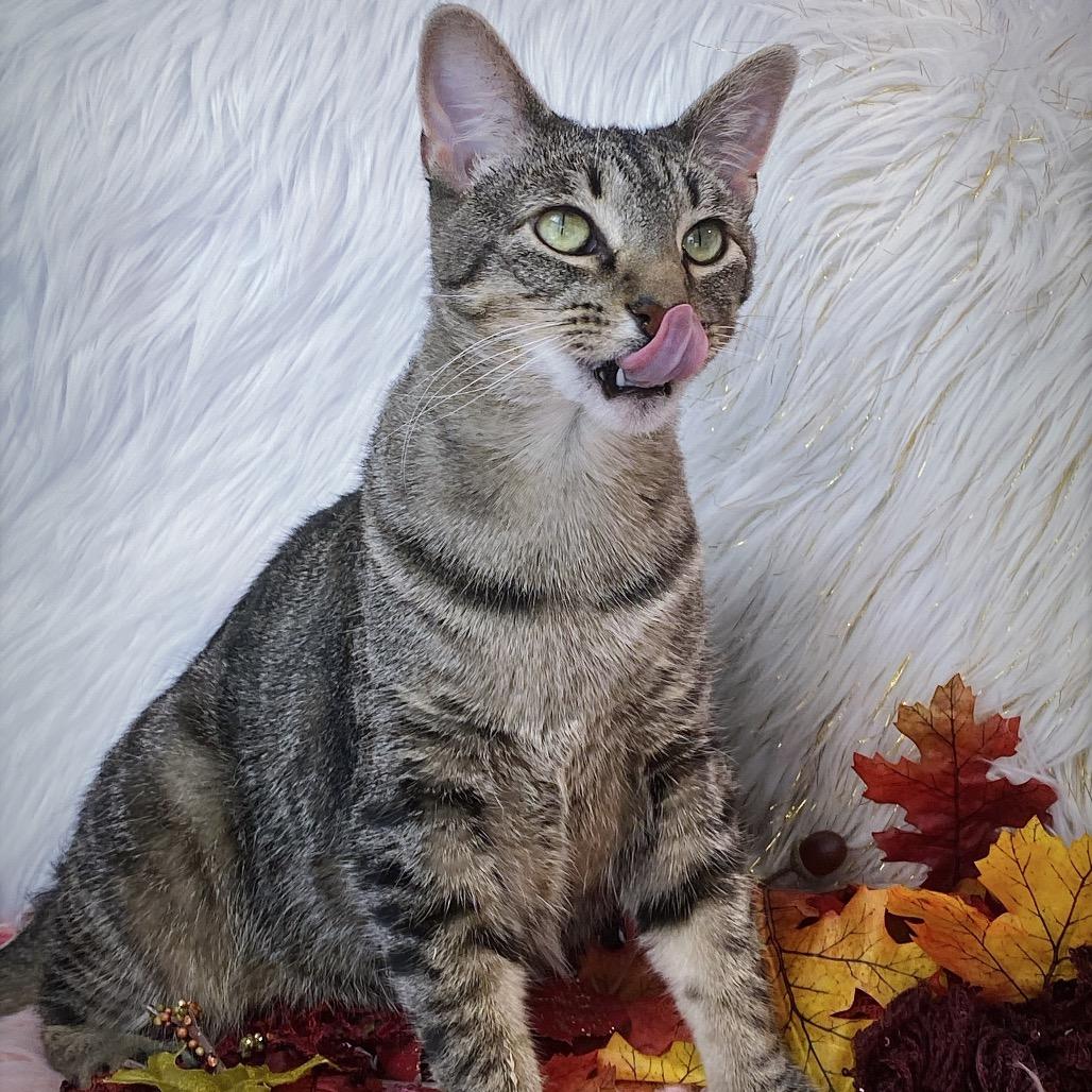 Enlarge Matcha, a Adoptable Domestic Short Hair in Huntsville, AL image 5/6