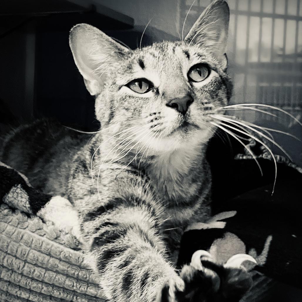 Matcha, a Adoptable Domestic Short Hair in Huntsville, AL image 5/6