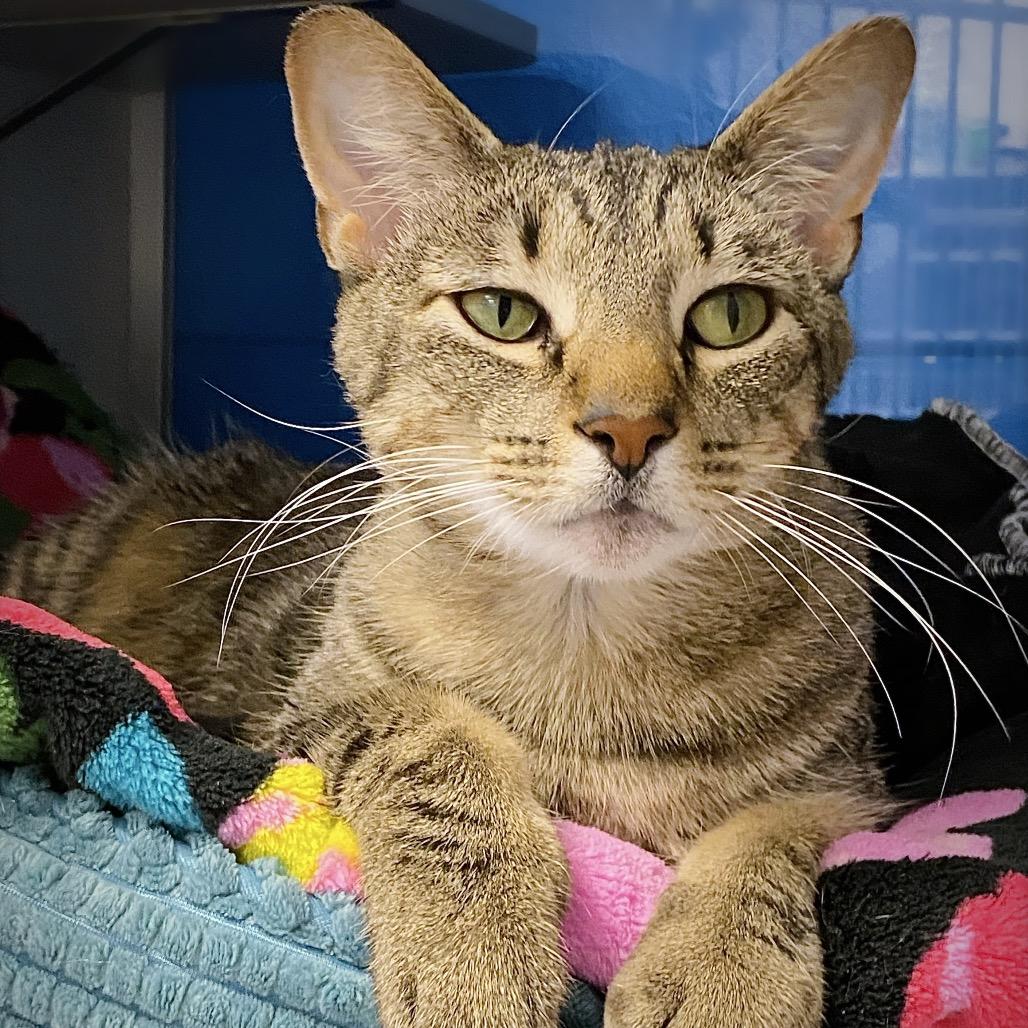 Matcha, a Adoptable Domestic Short Hair in Huntsville, AL image 6/6