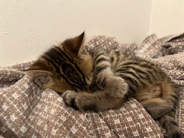 Wren, Adoptable, Young Male Domestic Short Hair.