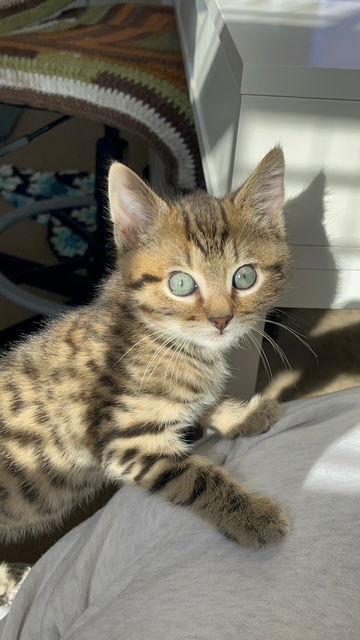 Enlarge Wren, a Adoptable Domestic Short Hair in Stone Mountain, GA image 2/3