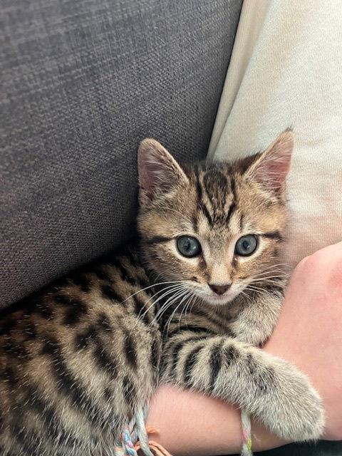 Enlarge Wren, a Adoptable Domestic Short Hair in Stone Mountain, GA image 3/3