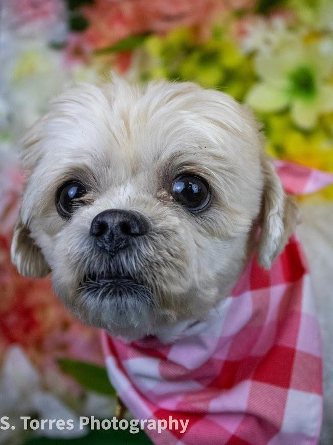 Tinsley, Adoptable, Adult Female Shih Tzu.