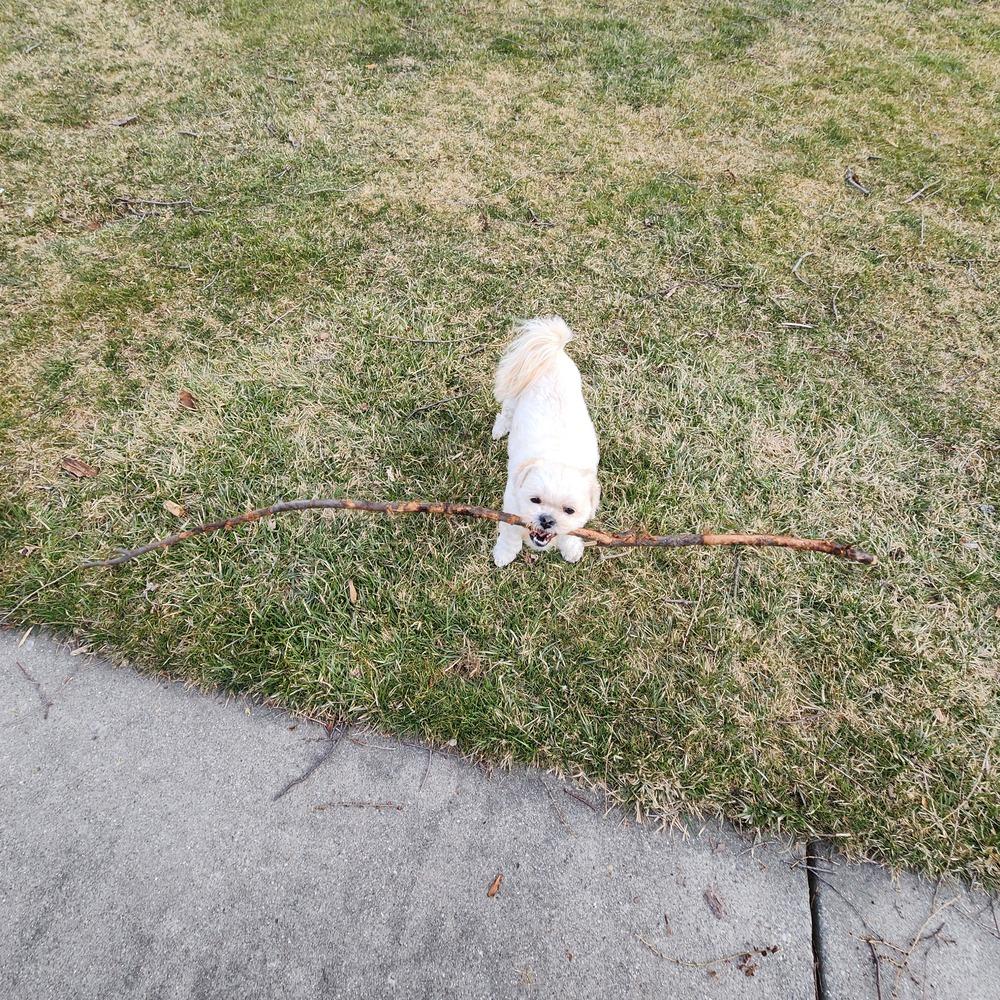 Enlarge Tinsley, a Adoptable mixed breed in Clinton Township, MI image 3/6