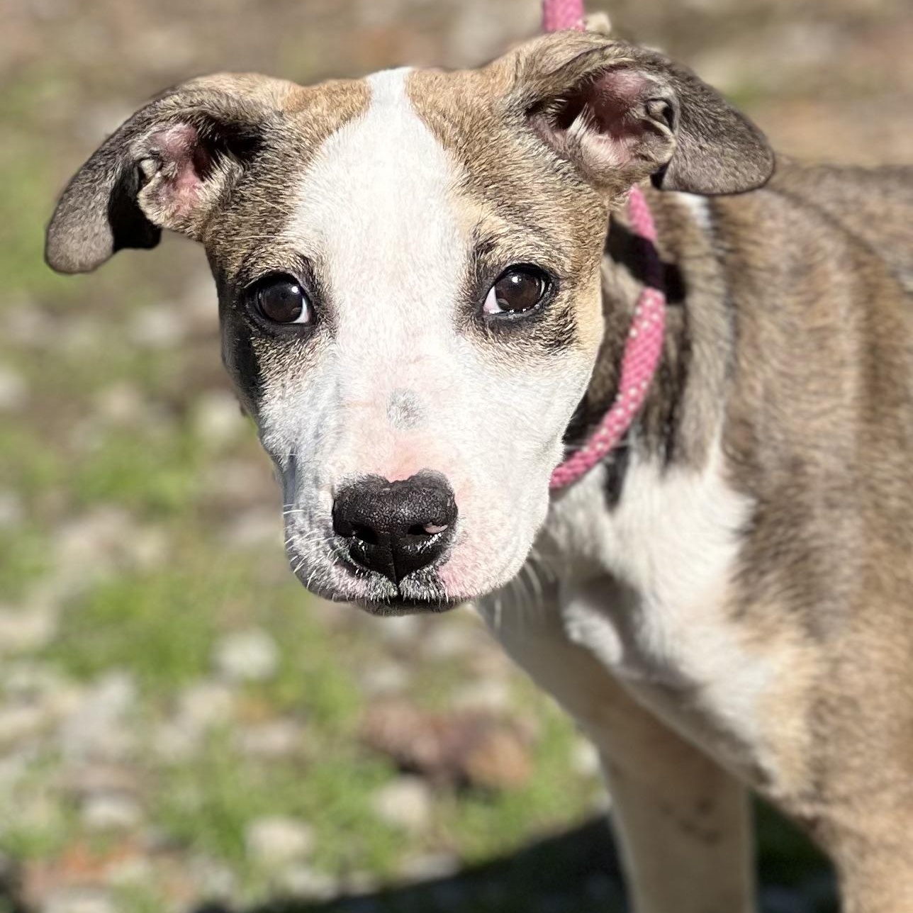 TWINKIE - ARRIVING IN MAINE 11/15