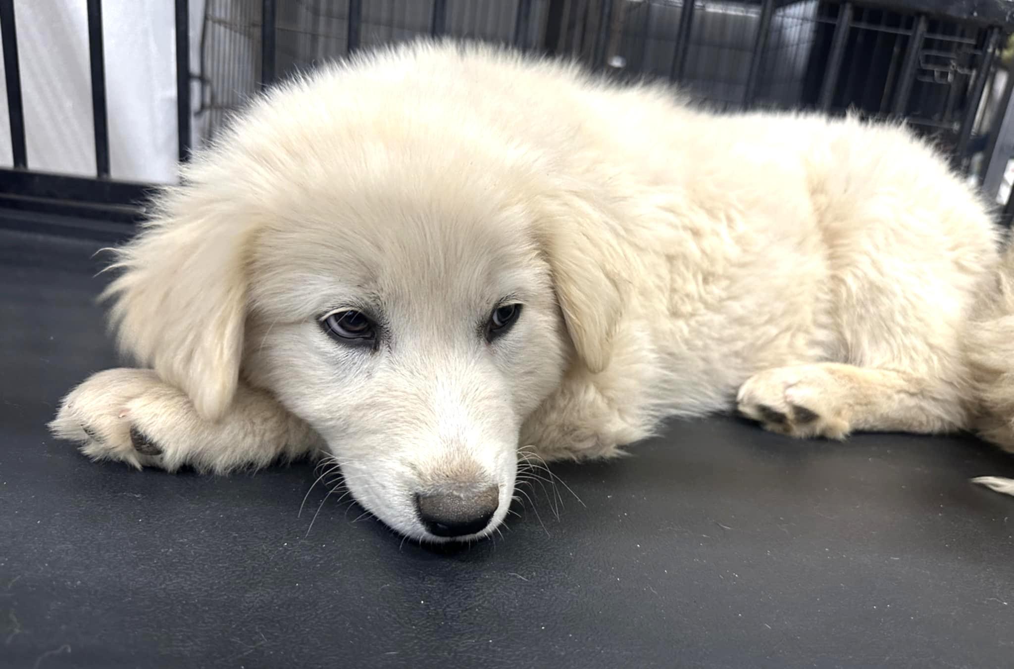 Enlarge Rigby SAT, a Adopted mixed breed in Quinlan, TX image 2/4